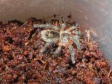 Pica.jpg image by patsyking
